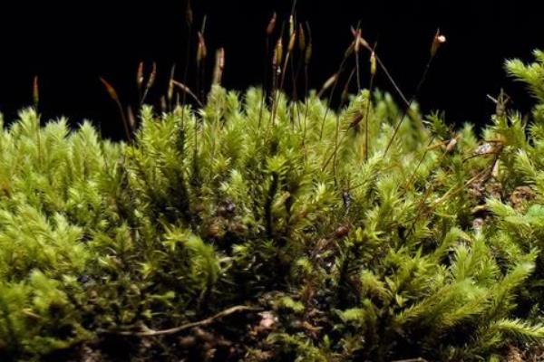 怎么种苔藓孢子粉，选在每年的5-9月份进行