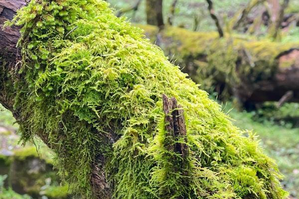 怎么种苔藓孢子粉，选在每年的5-9月份进行