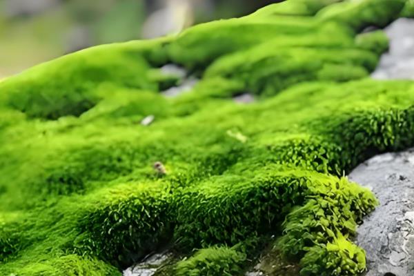 怎么种苔藓孢子粉，选在每年的5-9月份进行