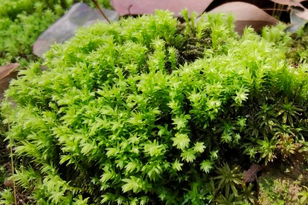 怎么种苔藓孢子粉，选在每年的5-9月份进行
