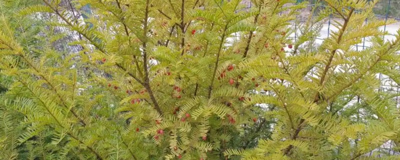 红豆杉是几级保护植物，是国家一级珍稀保护树种