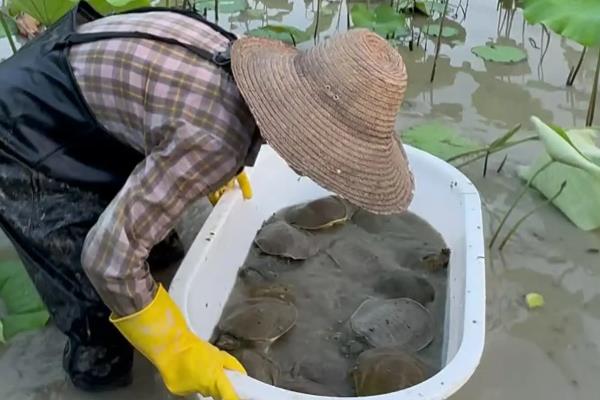 甲鱼怎么养殖,成鳖池的水深保持在1.5-2米左右