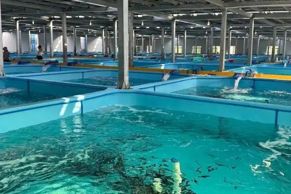甲鱼怎么养殖,成鳖池的水深保持在1.5-2米左右