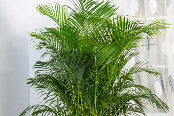 散尾葵喜阴吗，属于喜阳植物