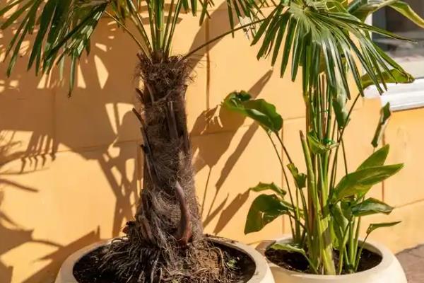 散尾葵喜阴吗，属于喜阳植物
