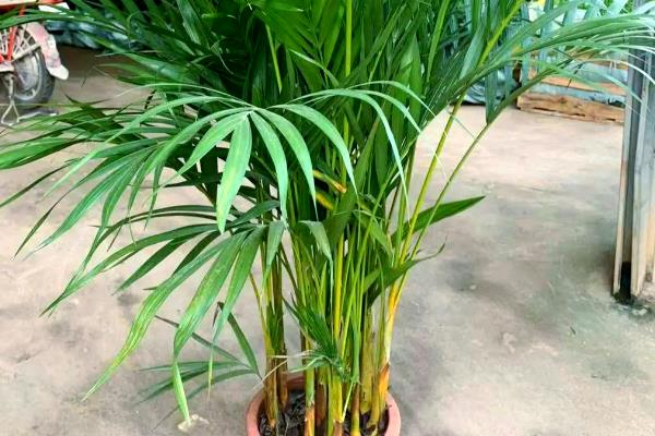 散尾葵喜阴吗，属于喜阳植物