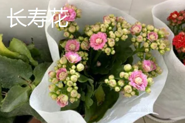 母亲生日适合赠送哪些花卉，可选择康乃馨、长寿花等品种
