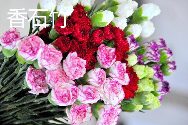 母亲生日适合赠送哪些花卉，可选择康乃馨、长寿花等品种