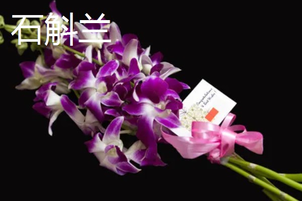 母亲生日适合赠送哪些花卉，可选择康乃馨、长寿花等品种