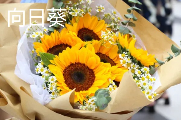 母亲生日适合赠送哪些花卉，可选择康乃馨、长寿花等品种