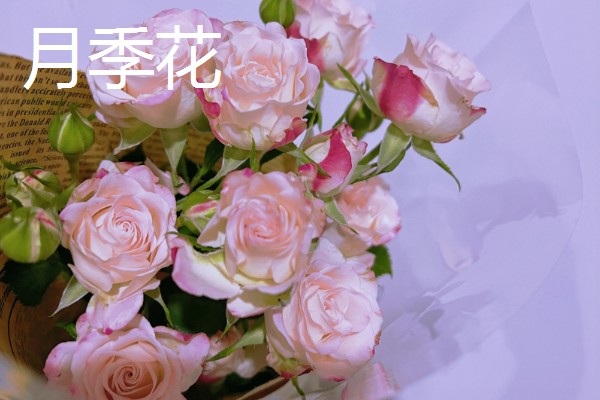 母亲生日适合赠送哪些花卉，可选择康乃馨、长寿花等品种