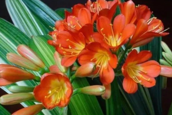 君子兰在什么季节开花，可全年开花