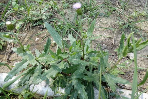刺儿菜的分布地区,全国大多数的地方均有分布