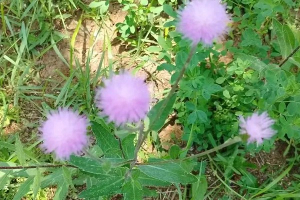 刺儿菜的分布地区,全国大多数的地方均有分布