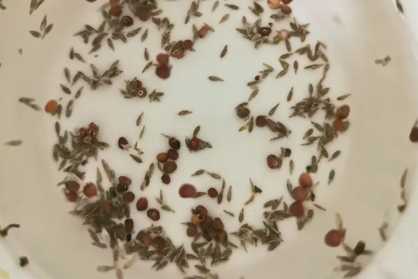 刺儿菜的分布地区,全国大多数的地方均有分布