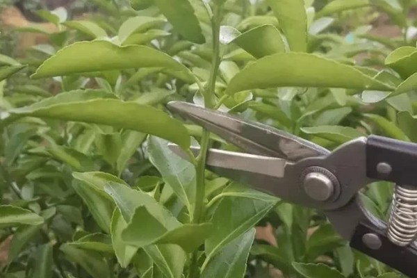 脐橙如何防虫，可采用修剪病枝、清理果园等方式