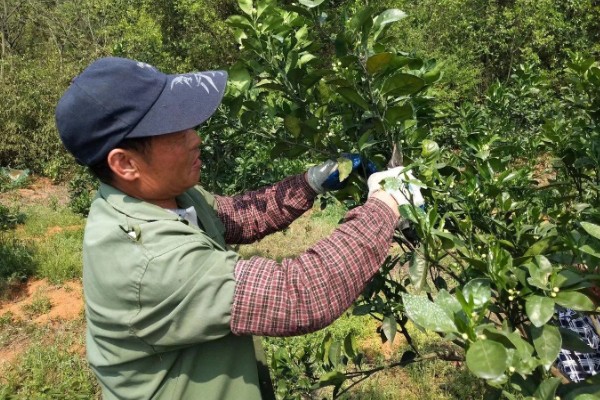 脐橙如何防虫，可采用修剪病枝、清理果园等方式