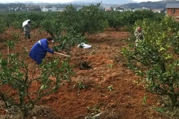 脐橙如何防虫，可采用修剪病枝、清理果园等方式