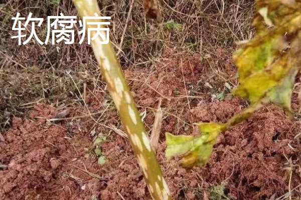 魔芋苗期怎么管理,生育期培土2-3次