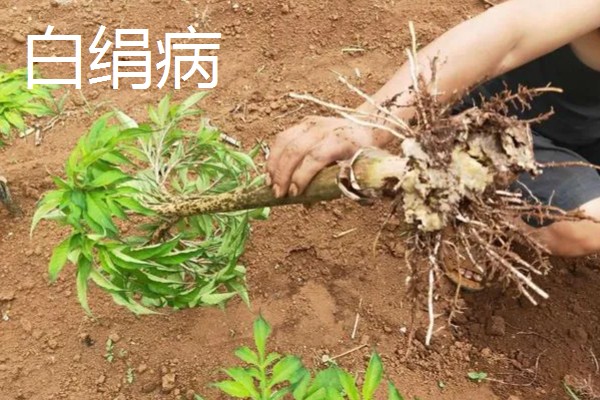 魔芋苗期怎么管理,生育期培土2-3次