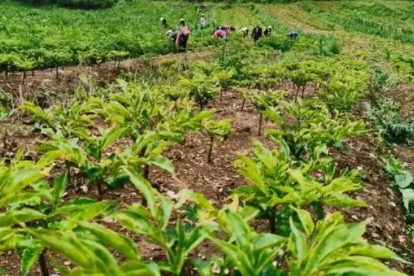 魔芋苗期怎么管理,生育期培土2-3次