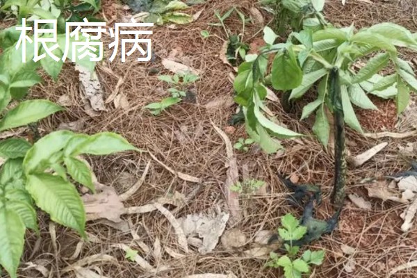 魔芋苗期怎么管理,生育期培土2-3次