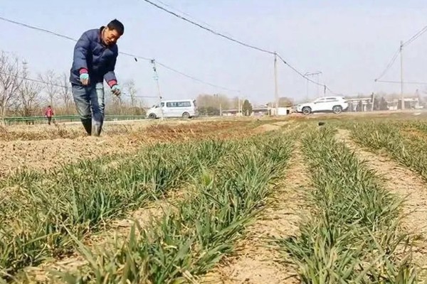 小麦苗色异怎么办,土壤干旱应结合浇水追施碳铵