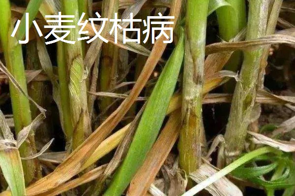 小麦苗色异怎么办,土壤干旱应结合浇水追施碳铵