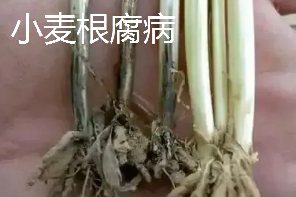 小麦苗色异怎么办,土壤干旱应结合浇水追施碳铵