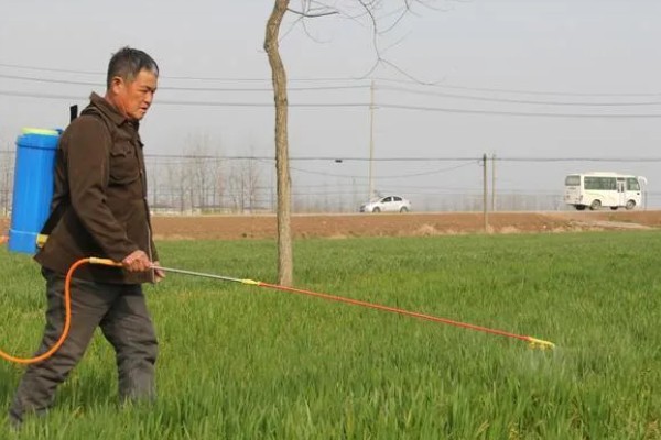 小麦苗色异怎么办,土壤干旱应结合浇水追施碳铵