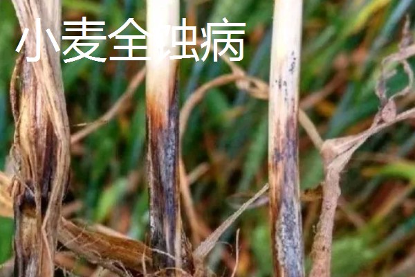 小麦苗色异怎么办,土壤干旱应结合浇水追施碳铵