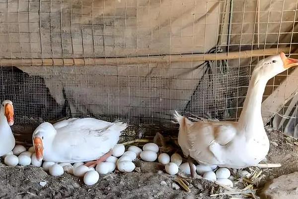鹅养几个月会下蛋,通常养5个月左右