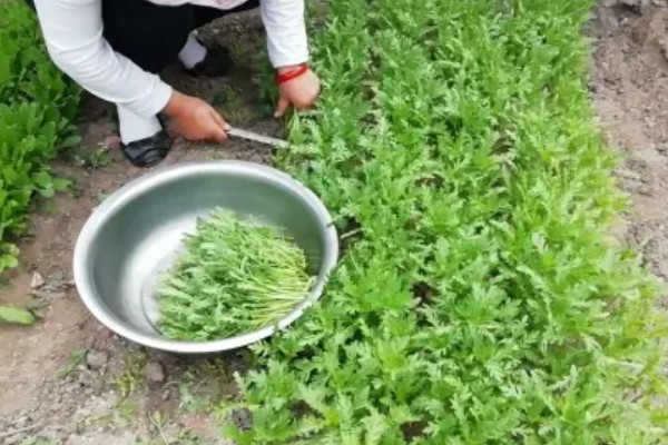 如何采摘茼蒿才能让它继续生长，靠近根部的叶子要保留