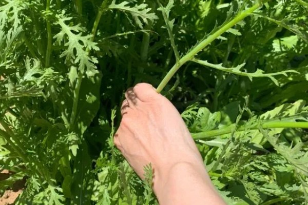 如何采摘茼蒿才能让它继续生长，靠近根部的叶子要保留