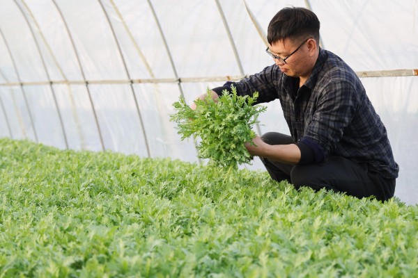 如何采摘茼蒿才能让它继续生长，靠近根部的叶子要保留