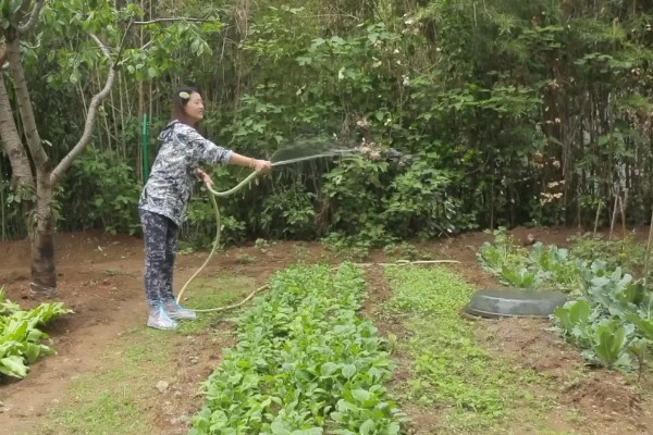 如何采摘茼蒿才能让它继续生长，靠近根部的叶子要保留