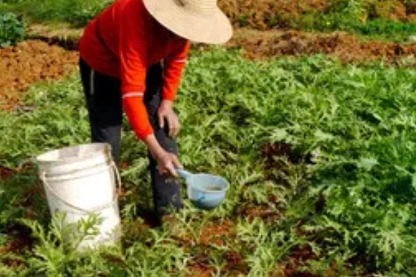 如何采摘茼蒿才能让它继续生长，靠近根部的叶子要保留
