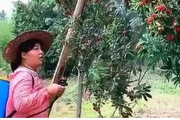 杨梅果蝇怎么防治,用辛硫磷乳油喷雾可减少虫源