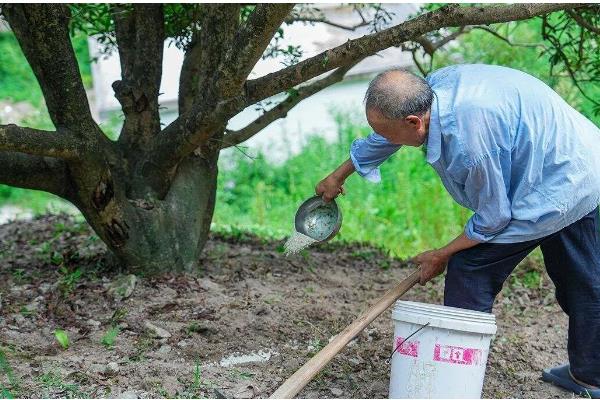 杨梅果蝇怎么防治,用辛硫磷乳油喷雾可减少虫源