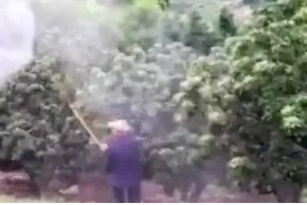 杨梅果蝇怎么防治,用辛硫磷乳油喷雾可减少虫源