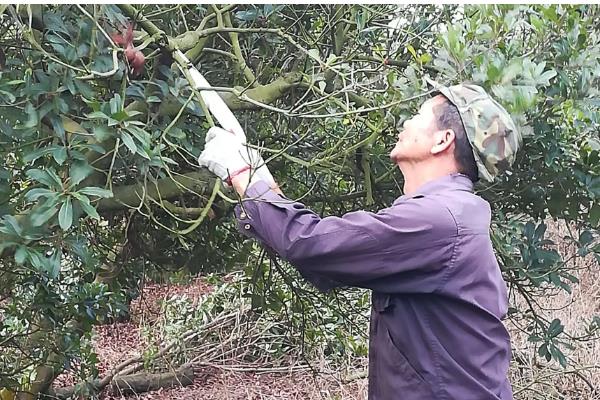 杨梅果蝇怎么防治,用辛硫磷乳油喷雾可减少虫源