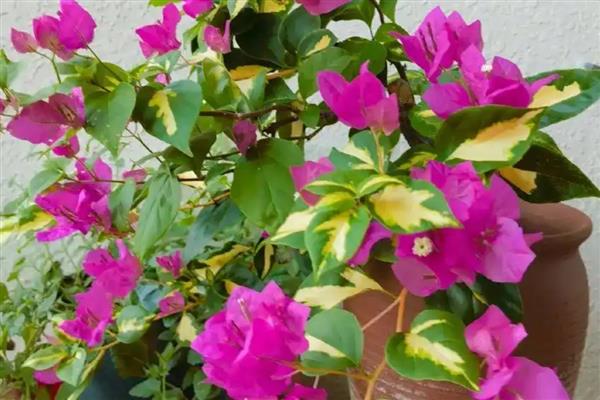 三角梅怎么养殖,春秋季节每天浇一次水