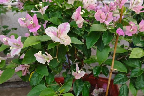 三角梅怎么养殖,春秋季节每天浇一次水