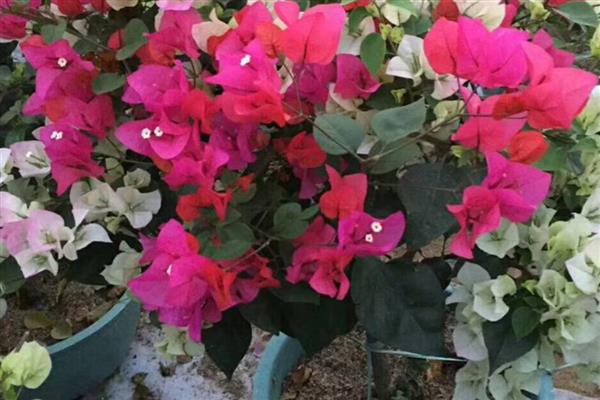 三角梅怎么养殖,春秋季节每天浇一次水