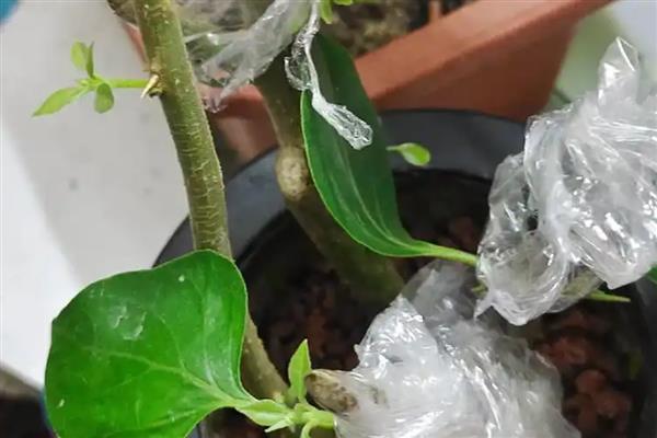 三角梅怎么养殖,春秋季节每天浇一次水