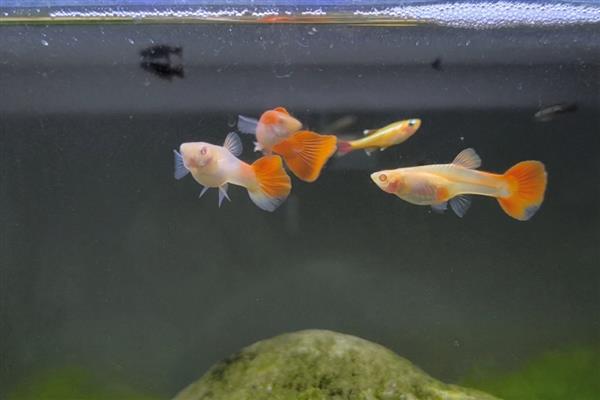孔雀鱼越养越多如何处理,将公鱼和母鱼隔离喂养
