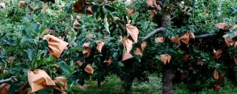 苹果什么时候摘袋，因地区、品种而异