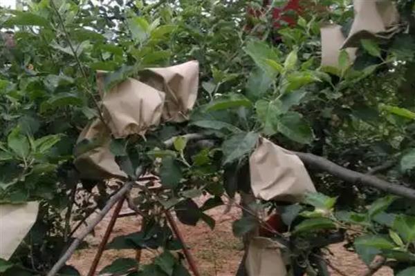 苹果什么时候摘袋，因地区、品种而异