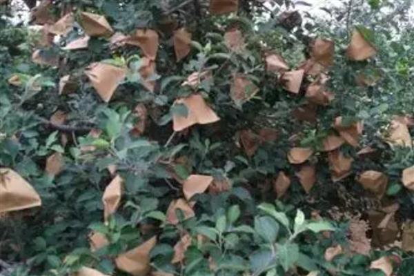 苹果什么时候摘袋，因地区、品种而异