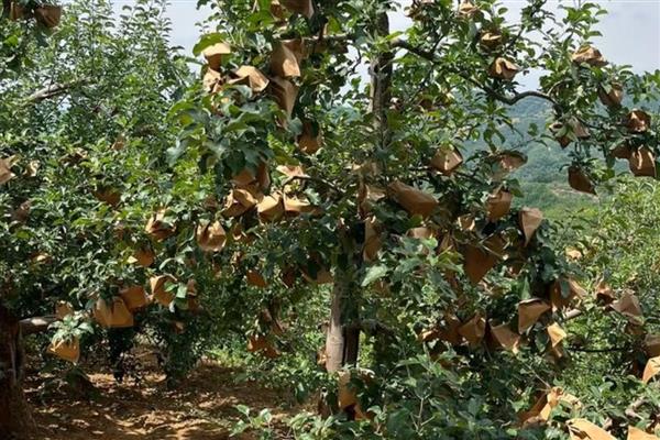 苹果什么时候摘袋，因地区、品种而异
